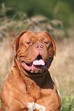 DOGUE DE BORDEAUX 351